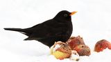 Amsel