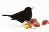 Amsel