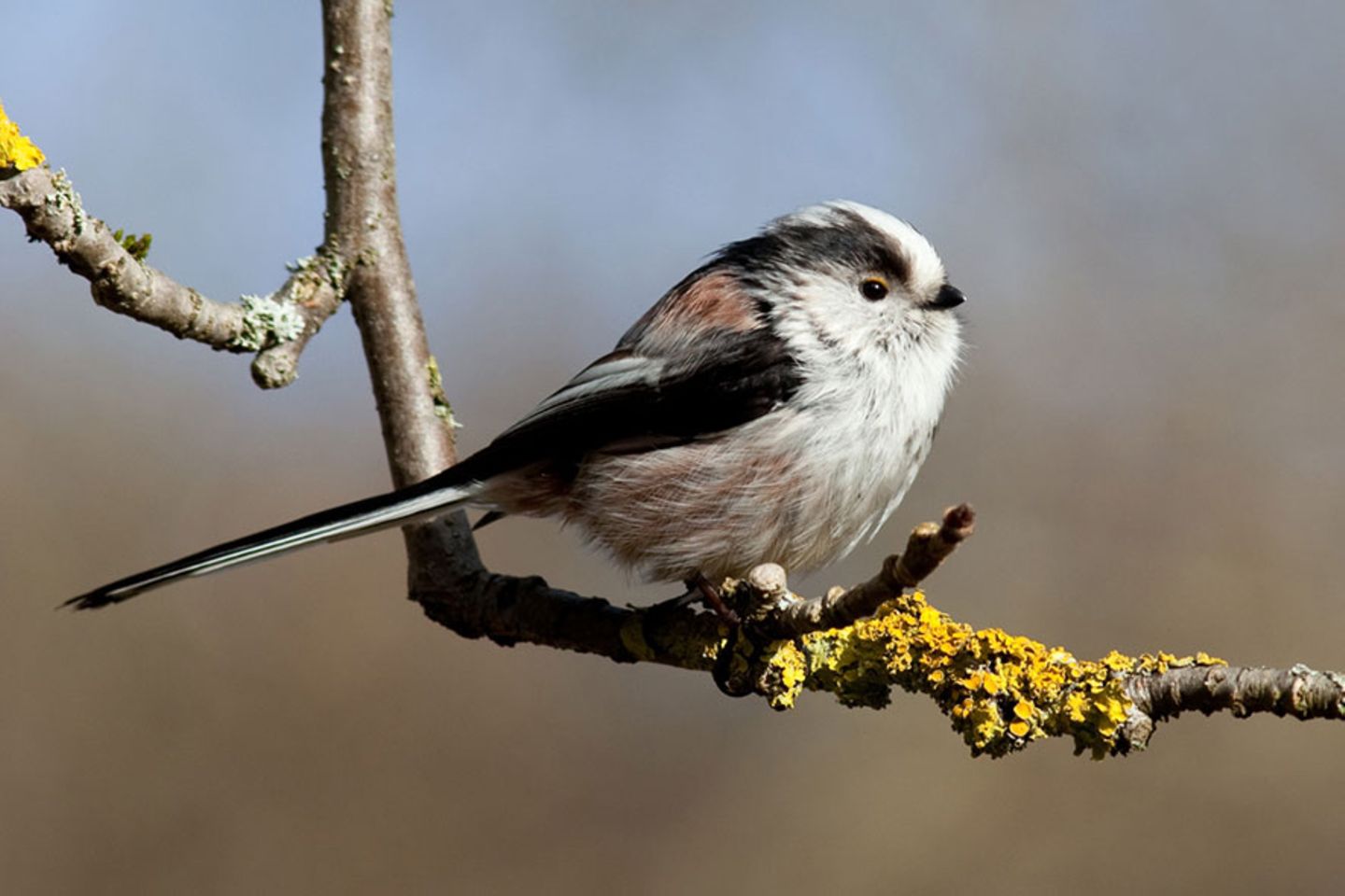Schwanzmeise