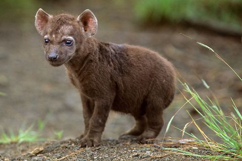 Tierkinder: 11 Tiere, die Sie wohl noch nie als Babys gesehen haben