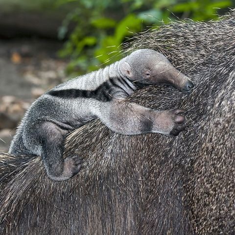 Ameisenbär