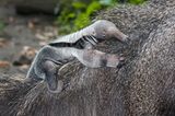 Ameisenbär