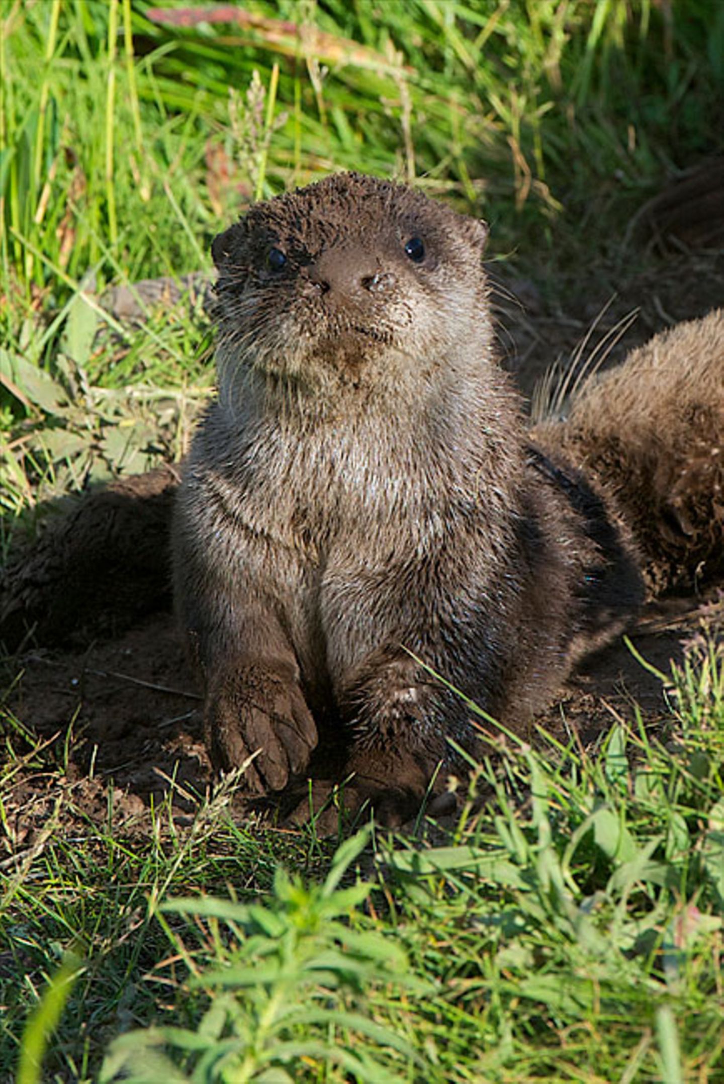 Otter
