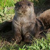 Otter