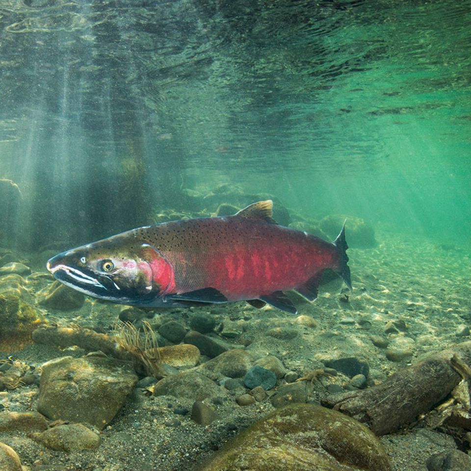 Fischratgeber: Diese 10 Fische sollten Sie nicht essen