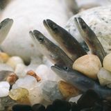 Aal (Anguilla anguilla)