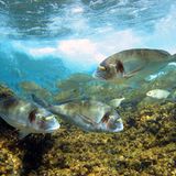 Dorade (Sparus aurata)