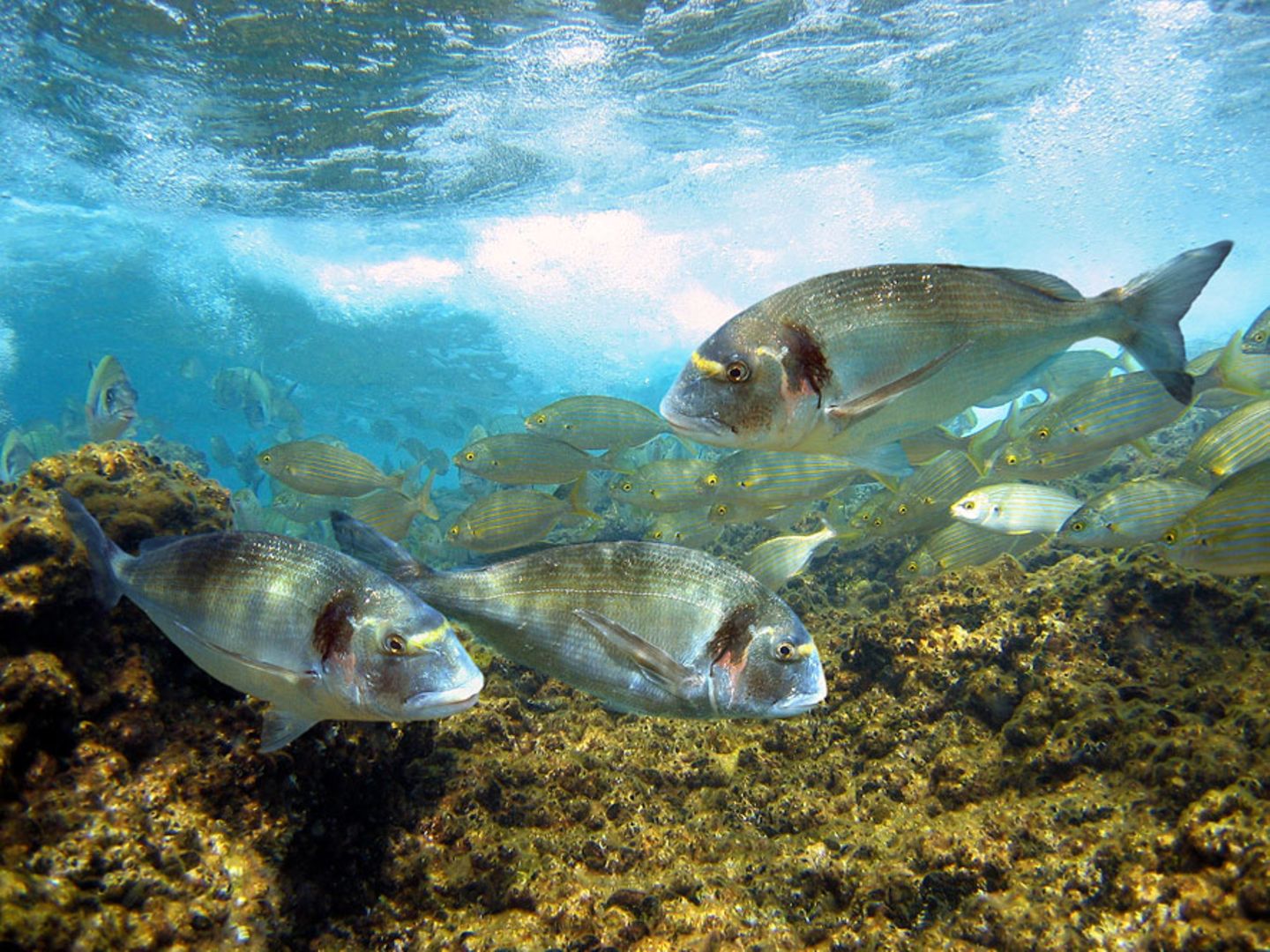 Dorade (Sparus aurata)