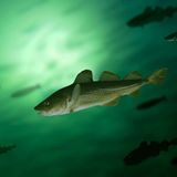 Kabeljau (Gadus macrocephalus)