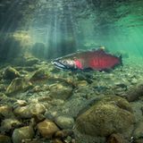 Pazifischer Lachs (Oncorhynchus kitsutch)