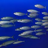 Makrele (Scomber scombrus)