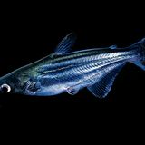 Pangasius (Pangasianodon hypophthalmus)
