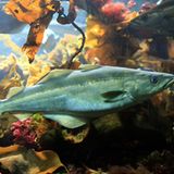 Seelachs (Pollachius virens)