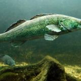 Zander (Sander lucioperca)