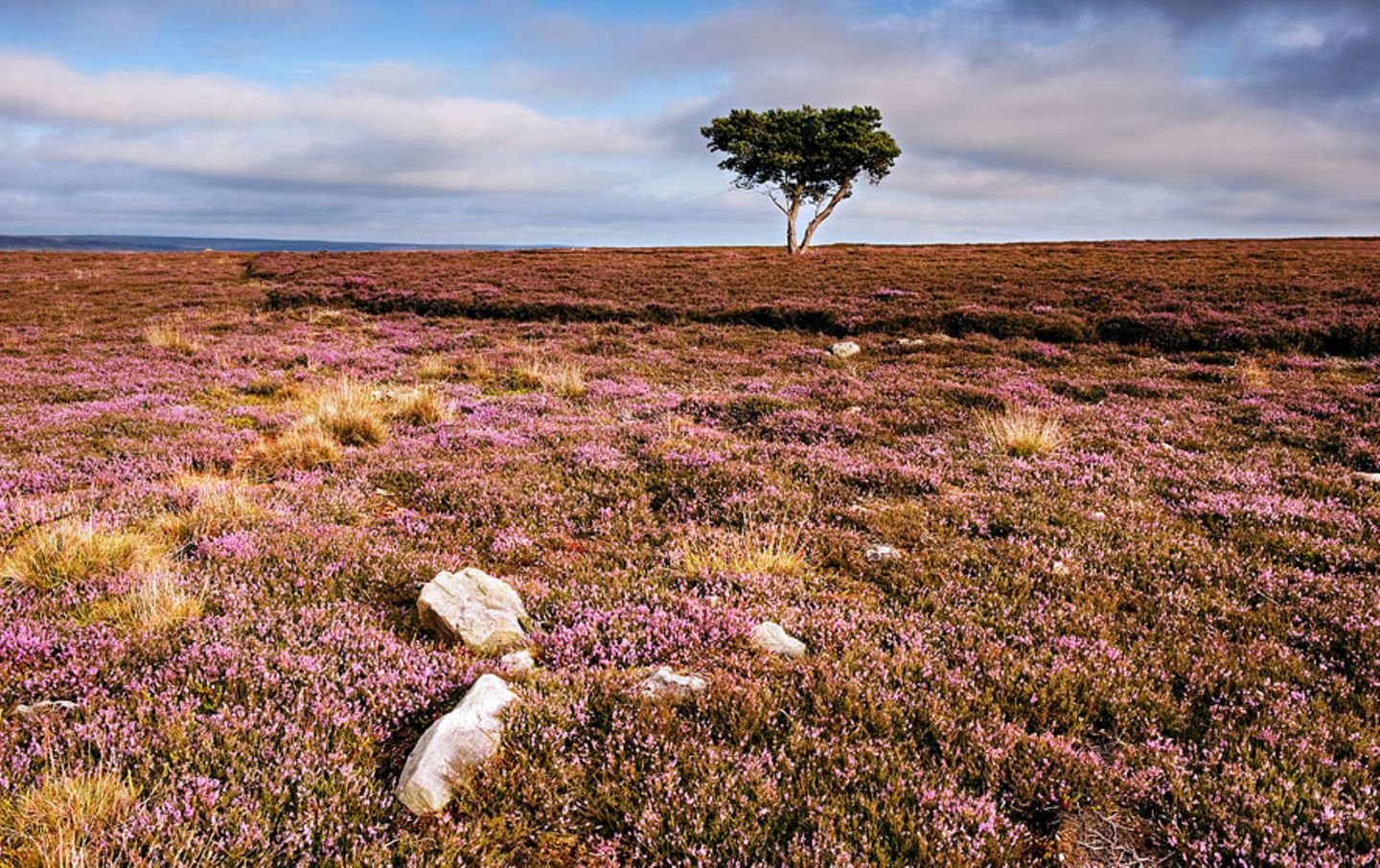 North York Moors