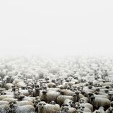 Eine Schaffarm in Silvasu de Sus