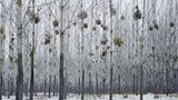 Wald voller Misteln