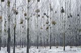 Wald voller Misteln