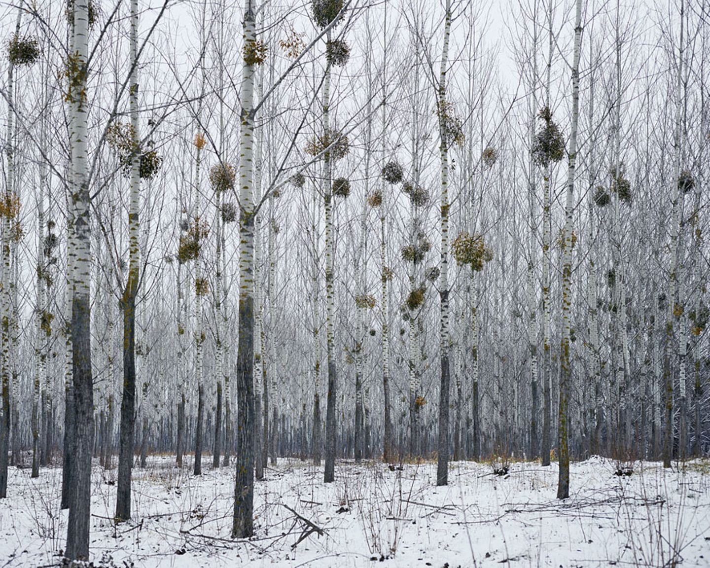 Wald voller Misteln