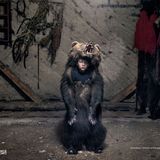 Ciprian, der Bärentänzer aus Salatruc