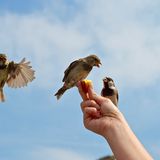 Die Spatzen von Notre Dame