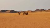 Desert Elephants