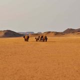 Desert Elephants
