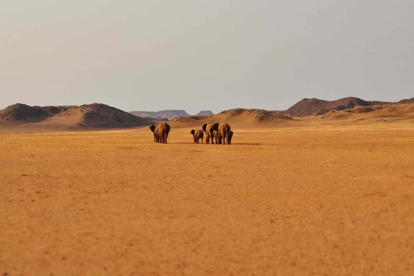 Desert Elephants