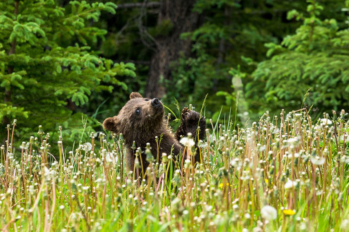 Spielerisches Grizzly-Baby