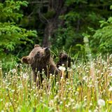 Spielerisches Grizzly-Baby