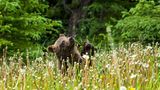Spielerisches Grizzly-Baby