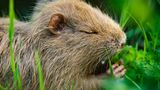 Nutria