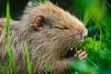 Nutria