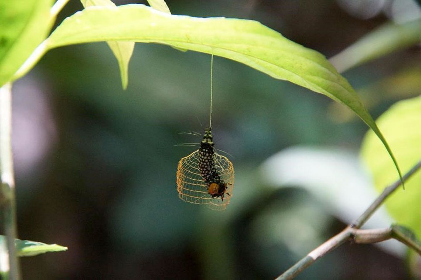 Urodidae
