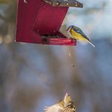 Platz 1: Erlenzeisig im Flug