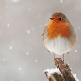 Platz 3: Rotkehlchen