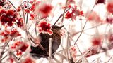 Amsel