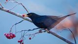 Amsel