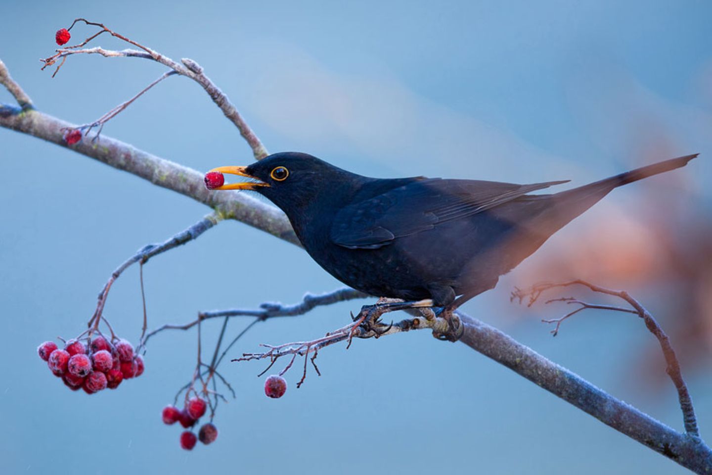 Amsel