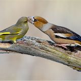 Kernbeißer und Grünfink