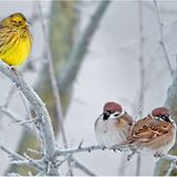 Goldammer und Sperlinge