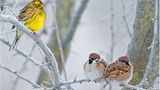 Goldammer und Sperlinge