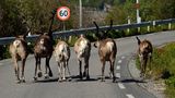 Rentiere