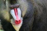 Mandrill