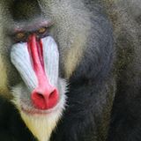 Mandrill