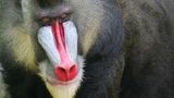 Mandrill