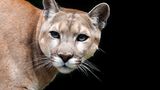 Pumas