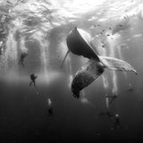 Kategorie Natur, zweiter Preis Einzelfotos