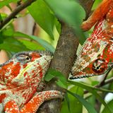 Kategorie Natur: Dritter Preis Geschichten