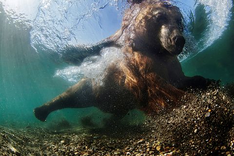 Underwater Photographer of the Year: Die schönsten Unterwasserfotografien 2016